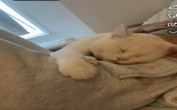 British Longhair cats for sale: White male cat  - Image 12
