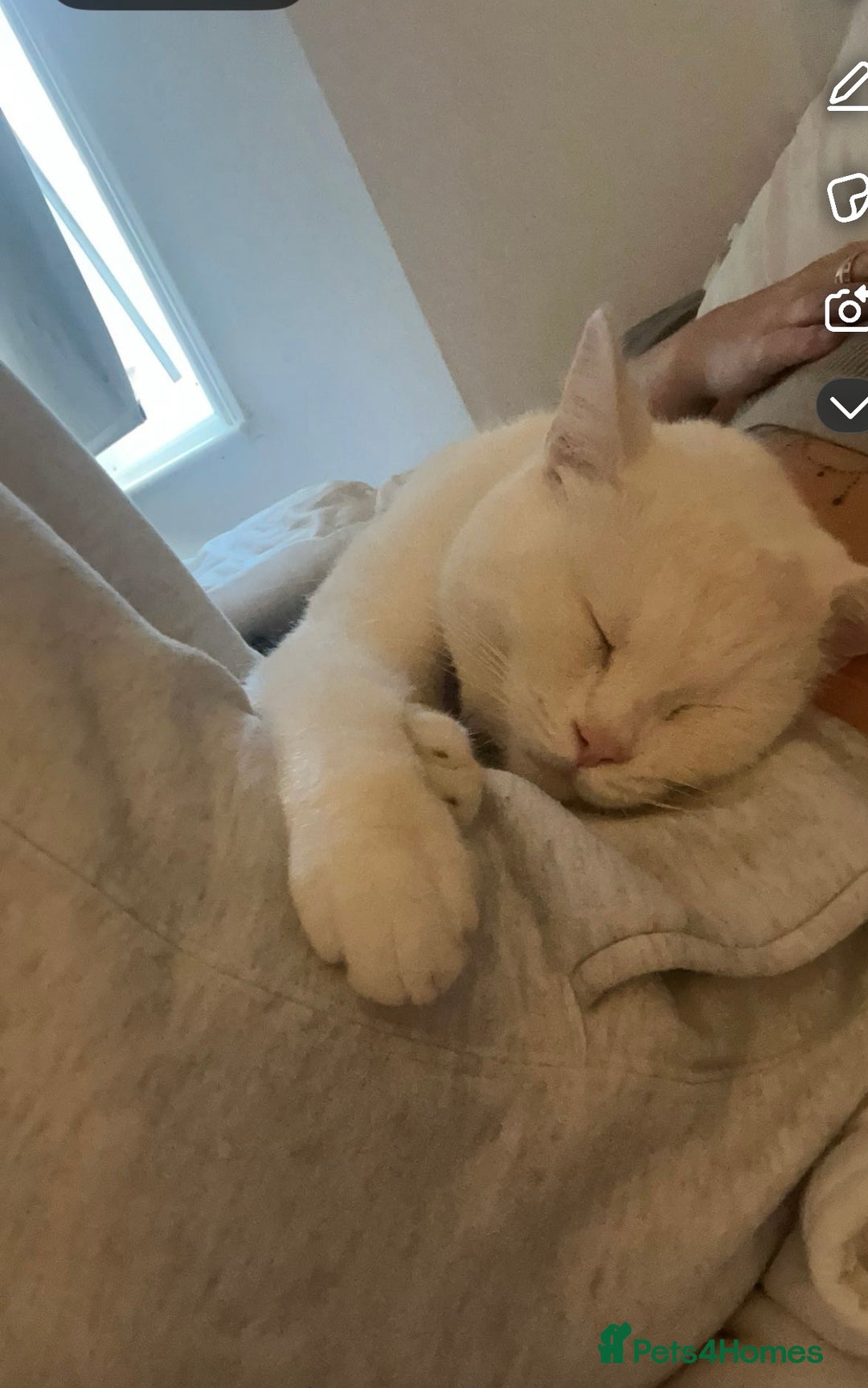 British Longhair cats for sale: White male cat  - Image 12