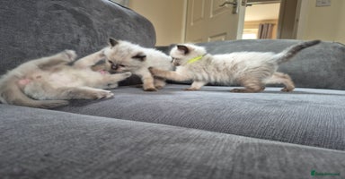 Ragdoll cats - Advert 1