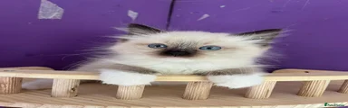 Ragdoll Kitten 4