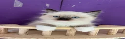 Ragdoll cats for sale: ❤️ Gorgeous ragdoll kittens ready now  ❤️ - Advert 31