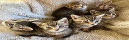 Bengal cats for sale: Stunning Bengal X With Beautiful Markings - Advert 1