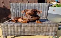 Dachshund dogs for sale: Miniature Smooth Haired Dachshund Puppies - Image 26