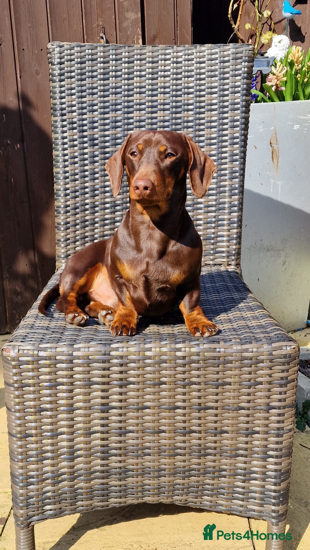 Dachshund dogs for sale: Miniature Smooth Haired Dachshund Puppies - Image 26