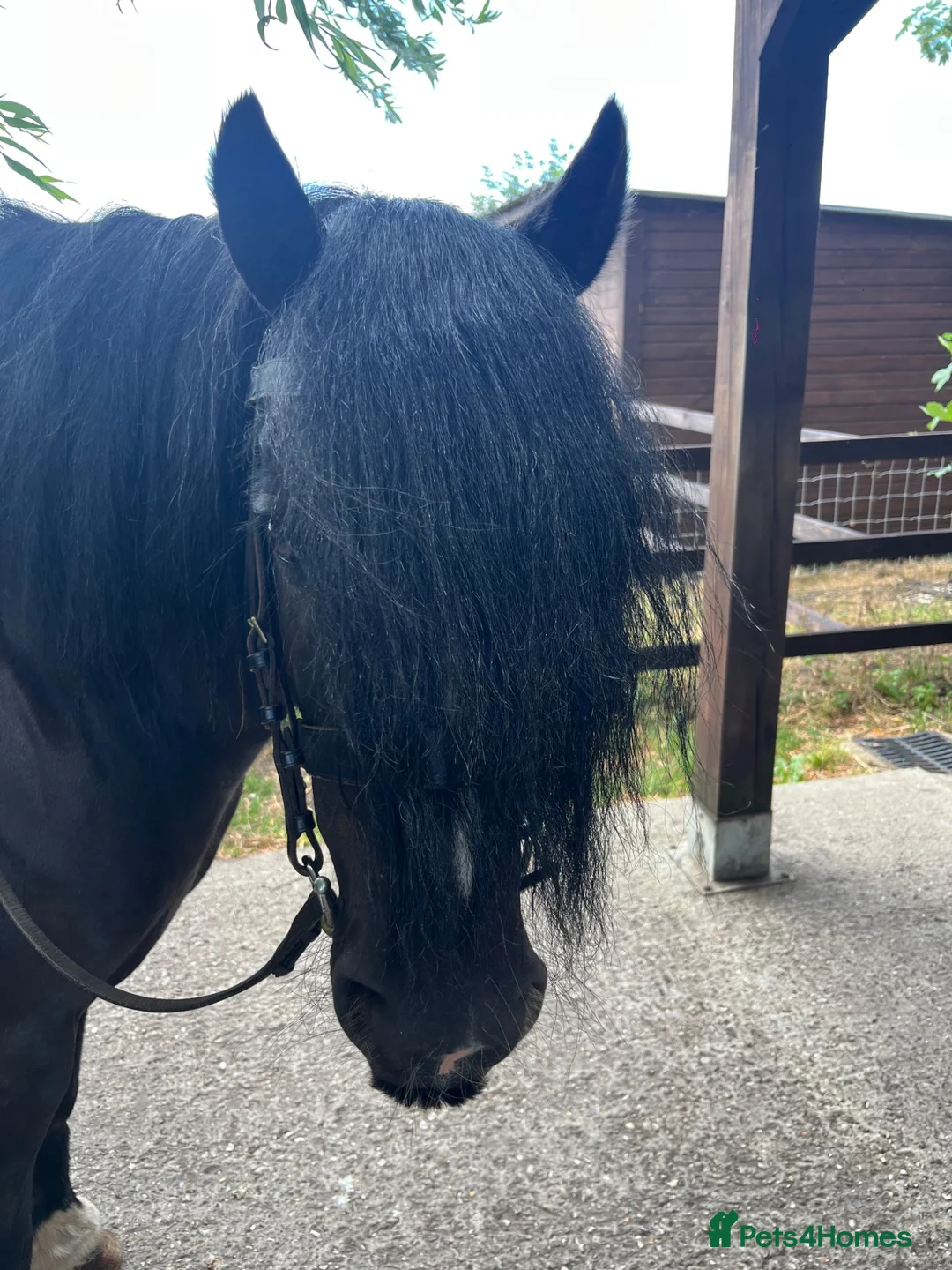 Irish Cob horses for sale: Black mare 13’2 in Downham Market - Advert 2