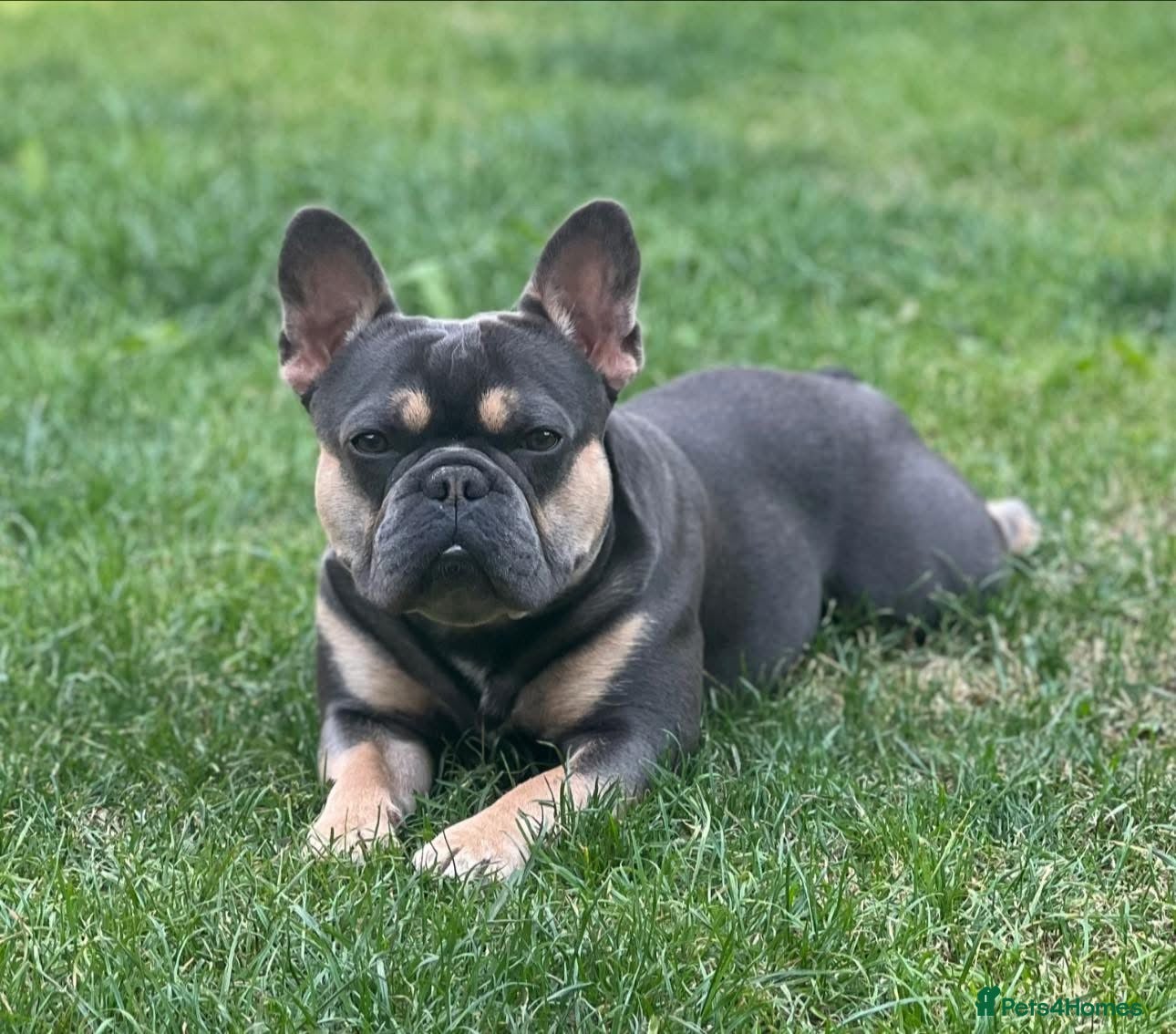 French Bulldog dogs Fresh bulldog for sale - Advert 1
