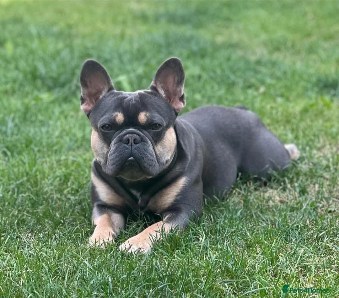 French Bulldog dogs for sale: Fresh bulldog for sale in Burnley - Advert 1