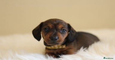 Miniature Dachshund dogs - Advert 4