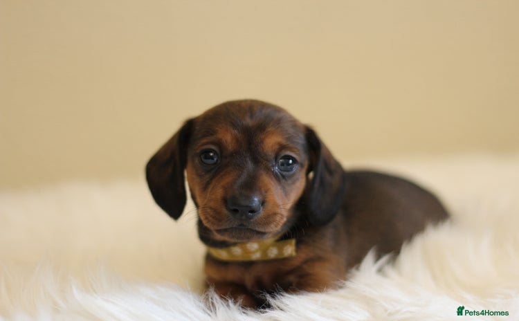 Miniature Dachshund dogs - Advert 1