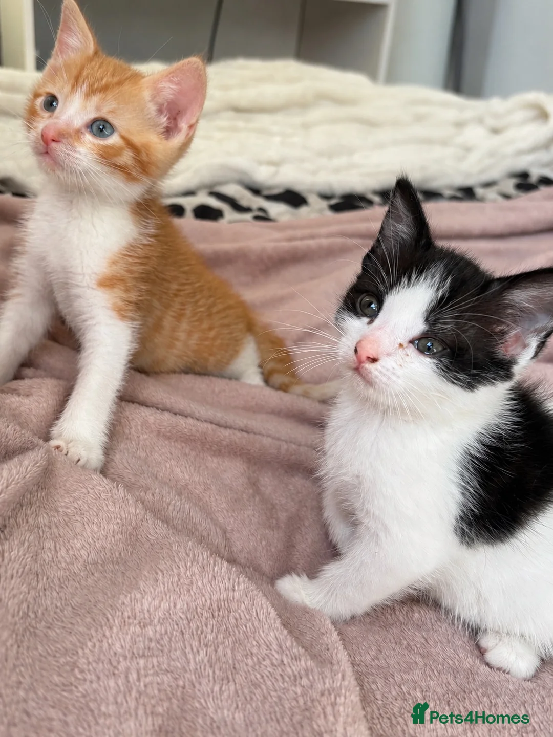 Domestic Shorthair cats for sale: 🐾 Two Little Beauties - Advert 2