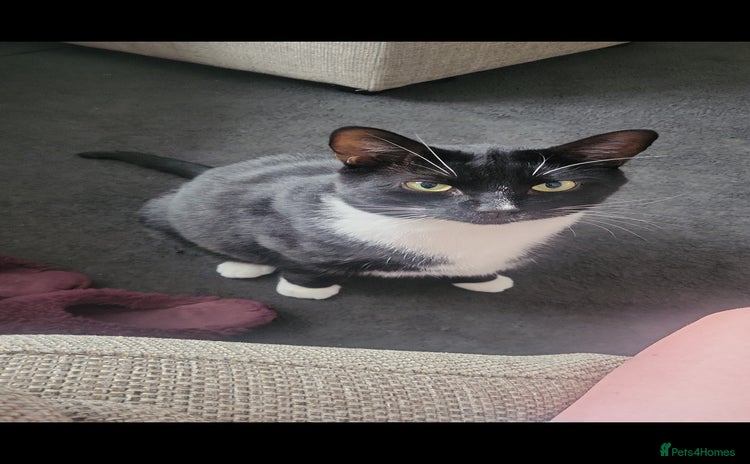 Domestic Shorthair cats - Advert 2