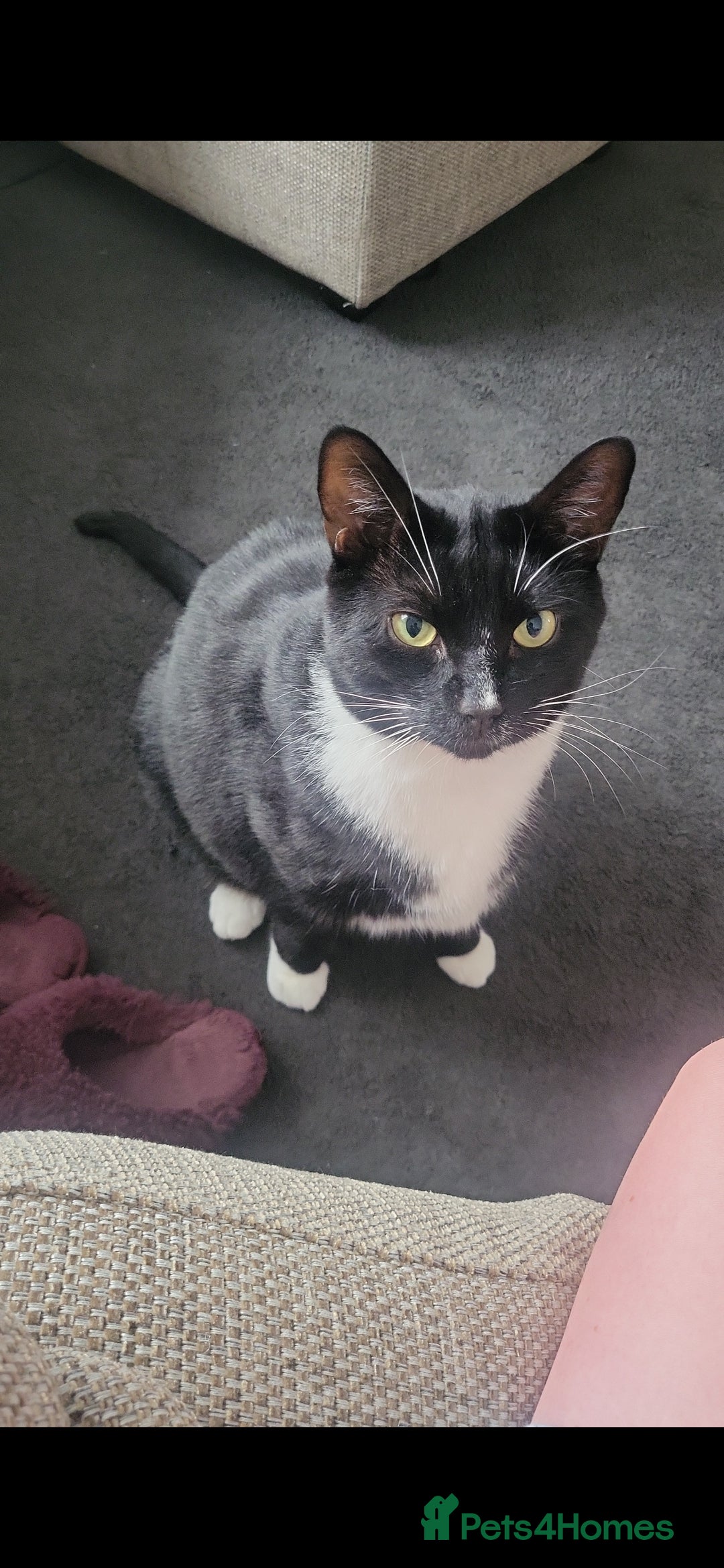 Domestic Shorthair cats for sale:  5 year old cat - Image 1