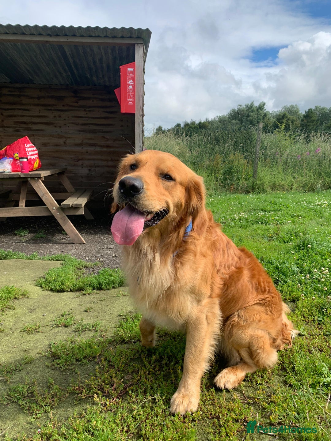Golden Retriever dogs for stud: Beau - Stunning Golden Retriever for Stud Glasgow in Glenboig - Advert 7
