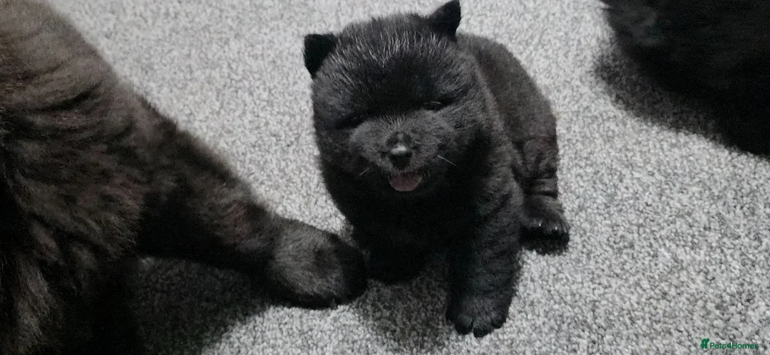 Chow Chow dogs for sale: Only 3 avalable (5 generation Chow chow) puppys - Advert 2