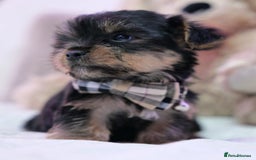 Yorkshire Terrier dogs for sale: Yorkshire Terrier Puppies  - Image 8