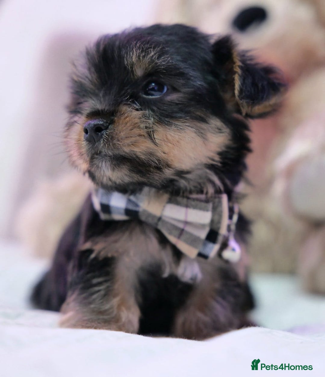 Yorkshire Terrier dogs for sale: Yorkshire Terrier Puppies  - Image 8