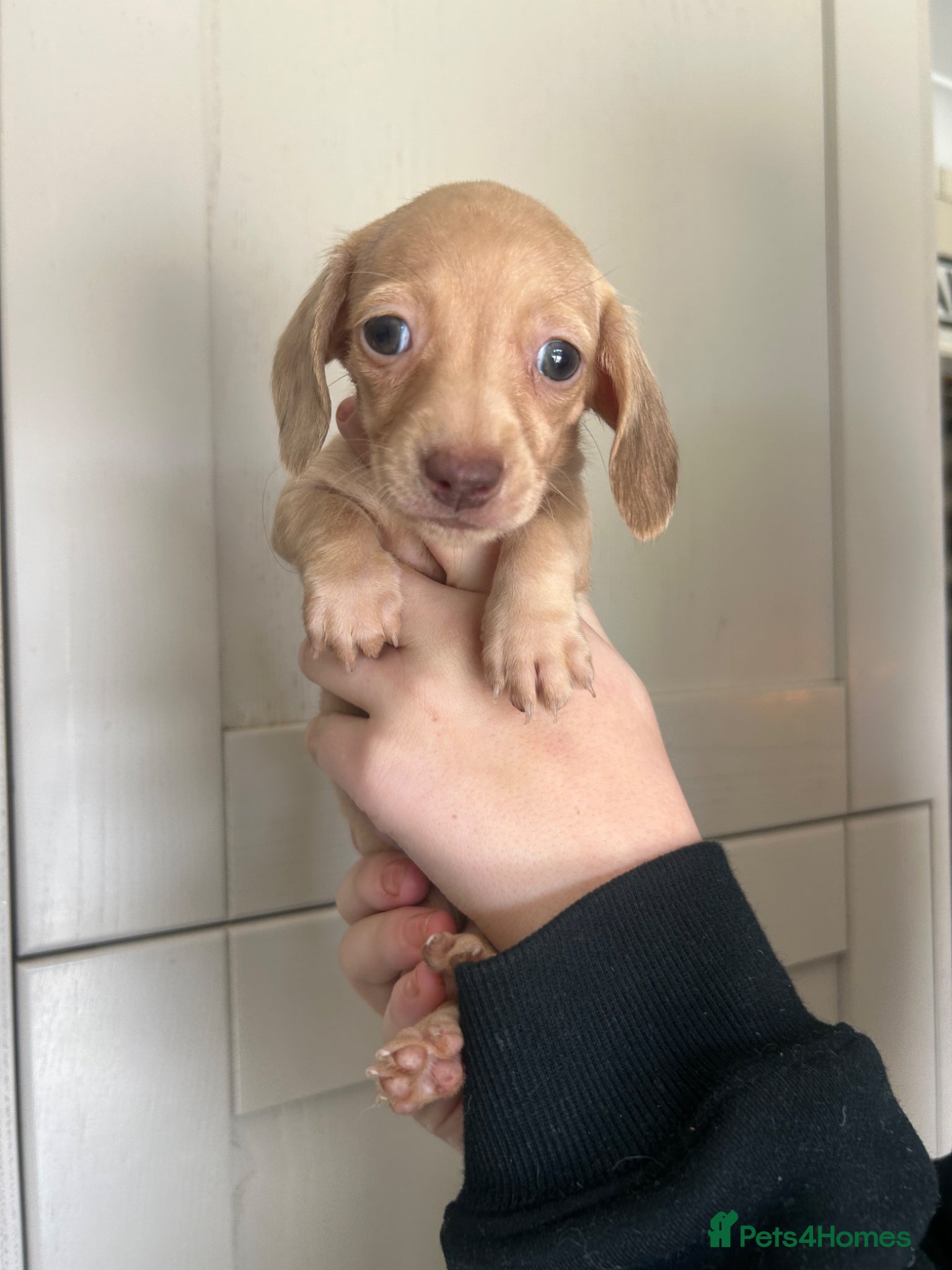 Miniature Dachshund dogs for sale: KC miniature dachshunds - Advert 8