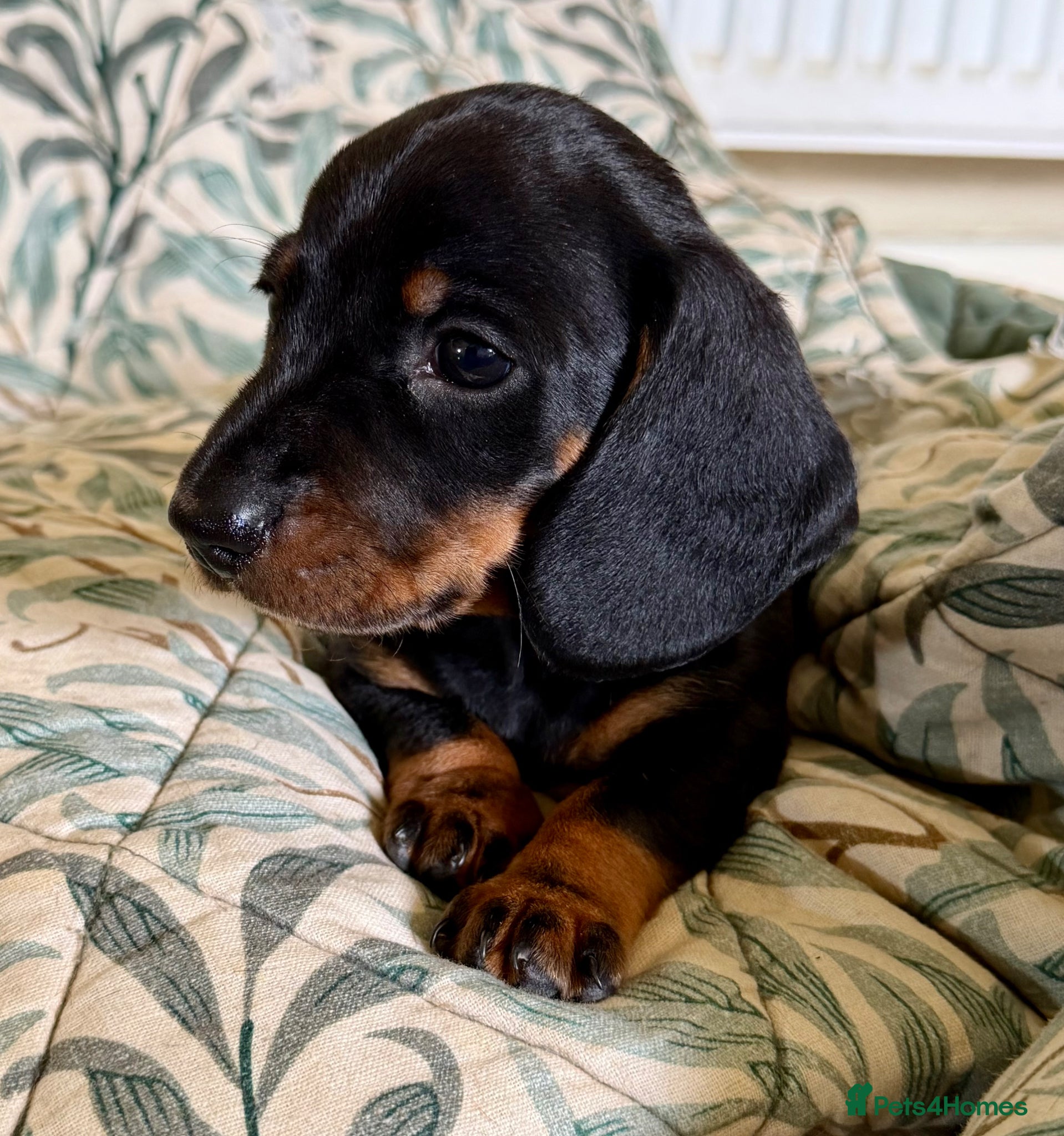 Miniature Dachshund dogs Meet Our Little Sausage Squad 🌭 - Advert 1