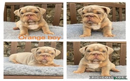 English Bulldog dogs for sale: Beautiful KC lilac & tan English bulldog puppies - Image 13