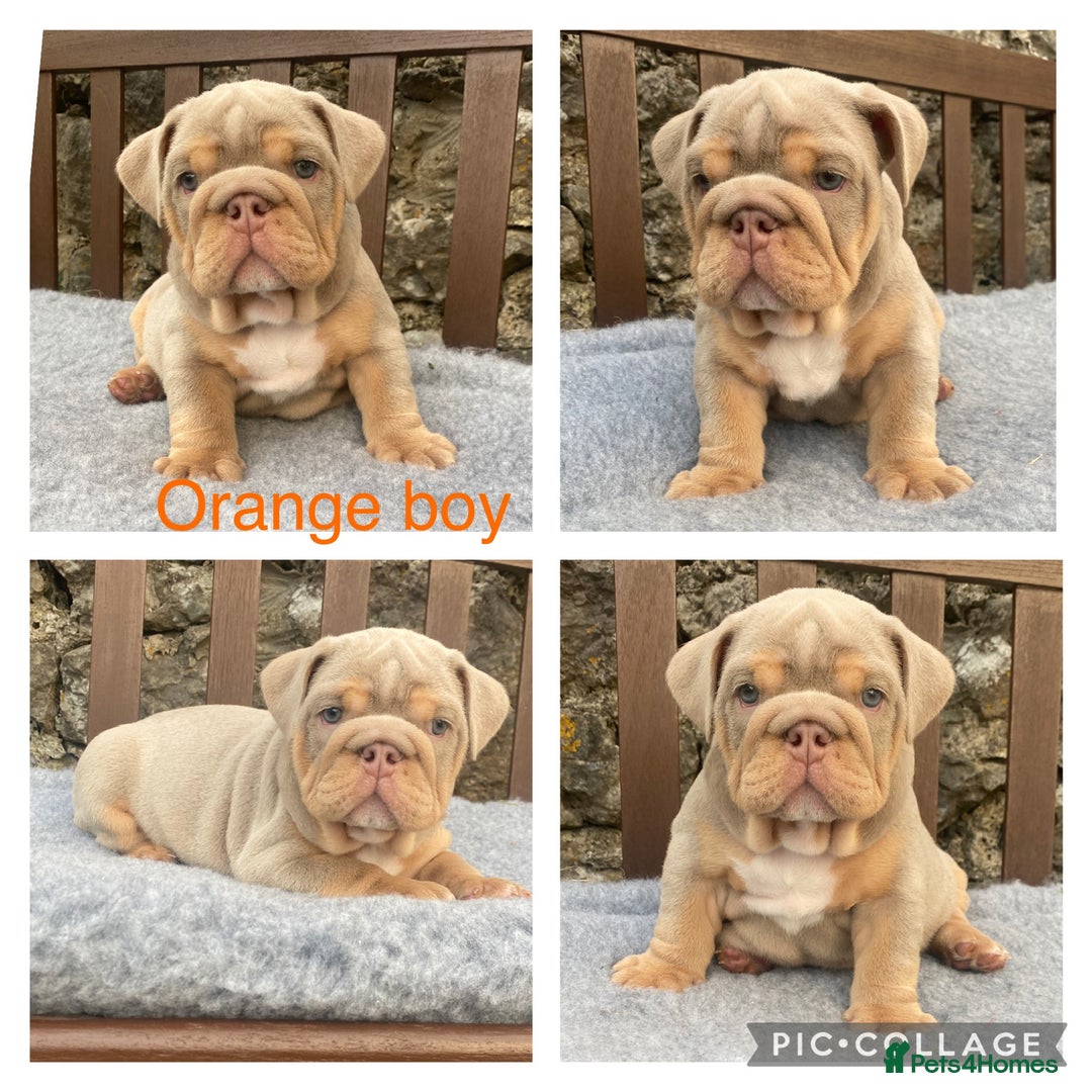 English Bulldog dogs for sale: Beautiful KC lilac & tan English bulldog puppies - Image 13