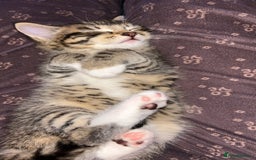 Mixed Breed cats for sale: one male left  - Advert 4