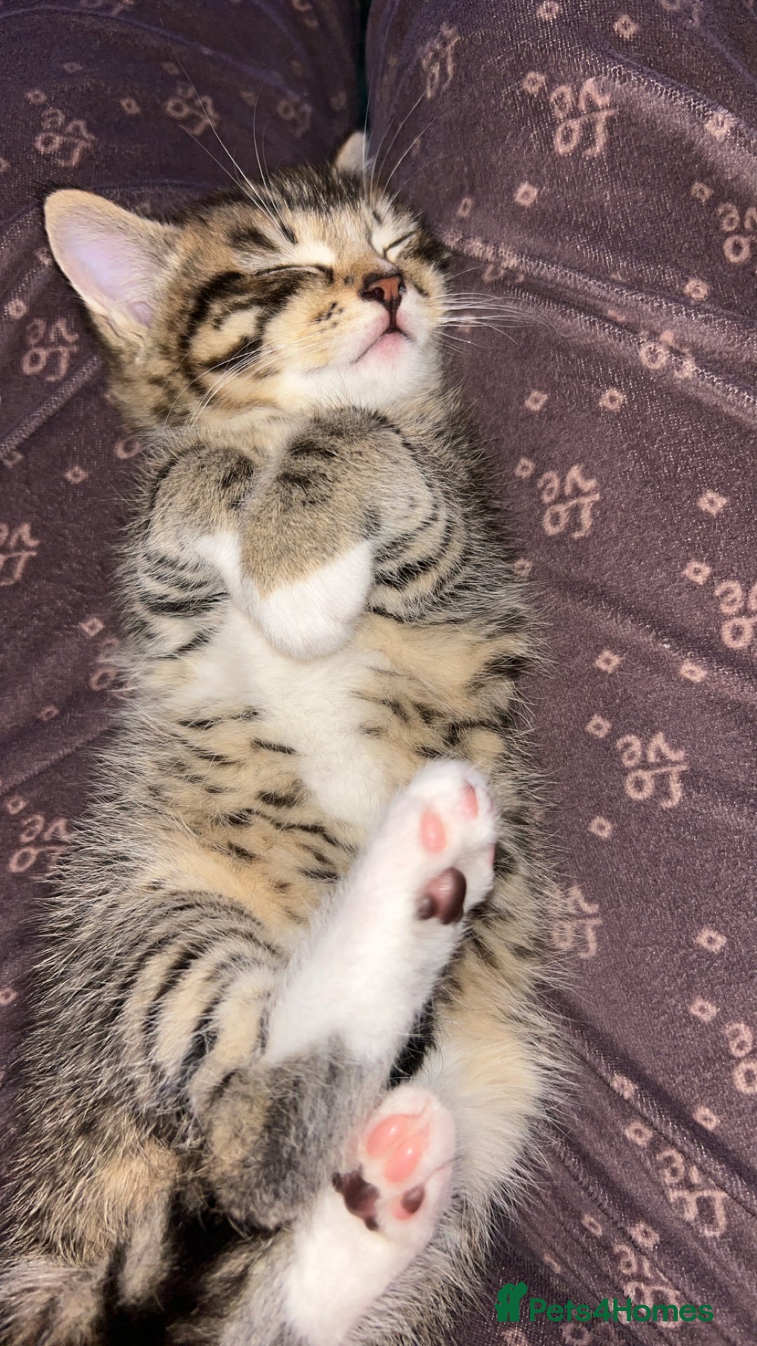 Mixed Breed cats for sale: one male left  - Advert 4