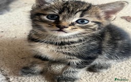 Domestic Shorthair cats for sale: 🐾 Kittens Looking for Loving Homes 🐾 - Image 13