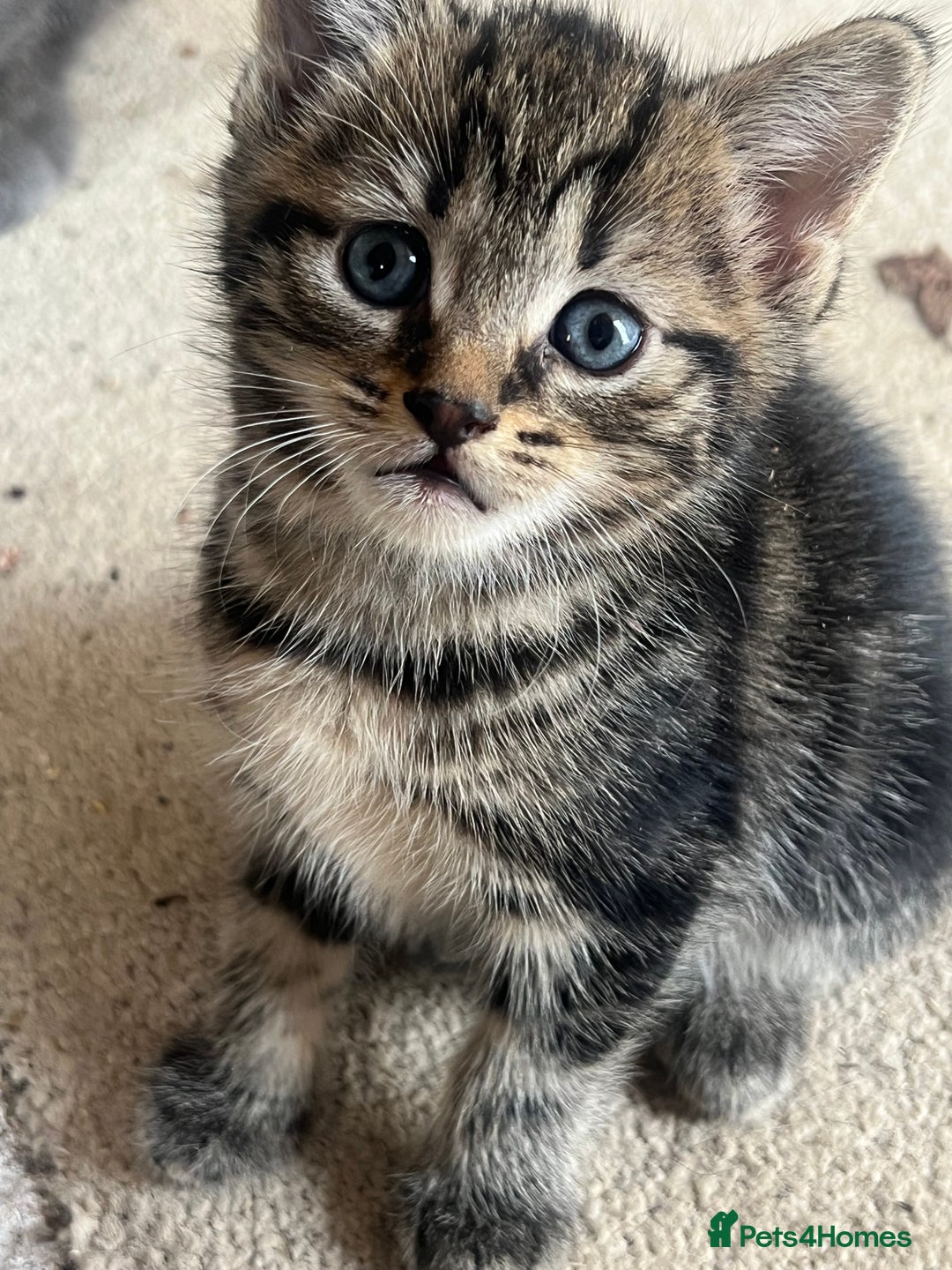 Domestic Shorthair cats for sale: 🐾 Kittens Looking for Loving Homes 🐾 - Image 13