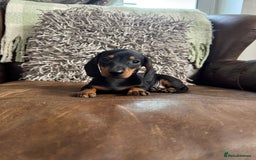 Dachshund dogs for sale: Miniature Dachshund Puppies  - Image 9