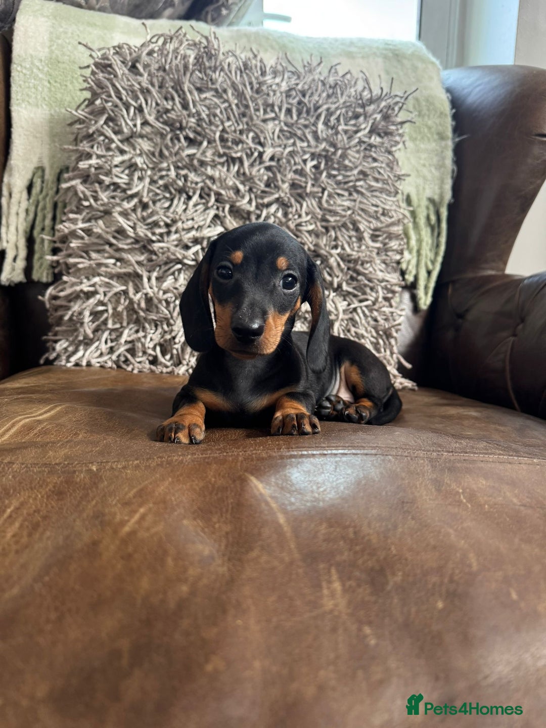 Dachshund dogs for sale: Miniature Dachshund Puppies  - Image 9