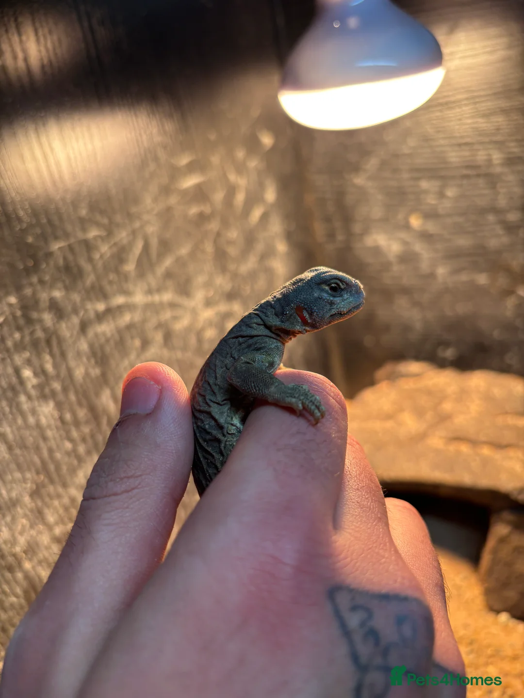 Lizard reptiles for sale: Egyptian uromastyx aegyptia Baby  - Advert 3