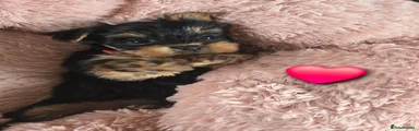 Yorkshire Terrier 1
