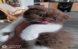 British Shorthair cats for sale: Last black boy  Teddy bear BSH - Image 6