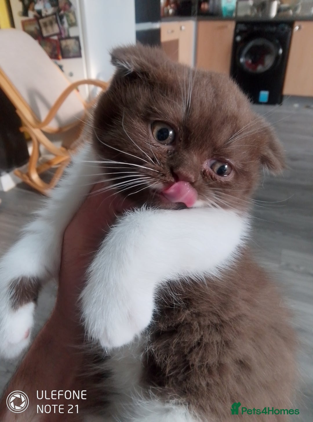 British Shorthair cats for sale: Last black boy  Teddy bear BSH - Image 6