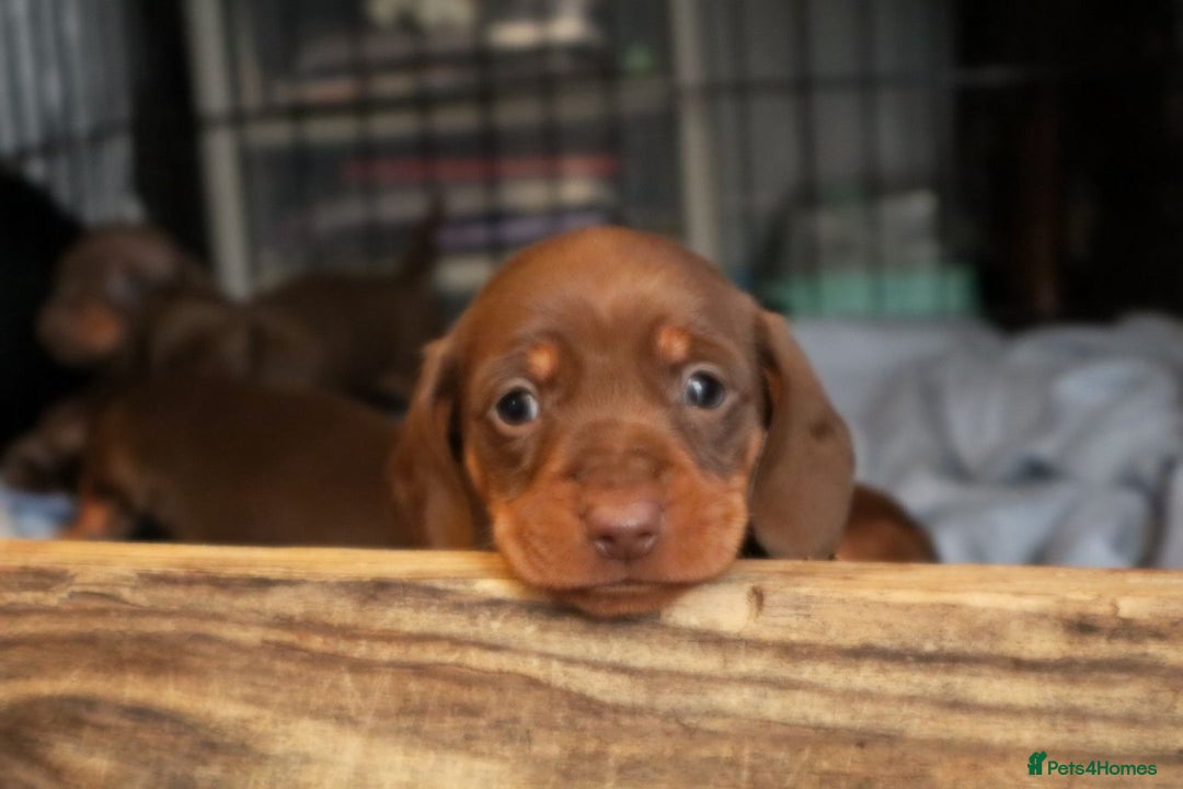 Miniature Dachshund dogs for stud: ⭐️ TRIGGER⭐️ smooth hair Isabella & Tan STUD in Mexborough - Advert 12