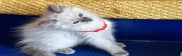 Ragdoll cats for sale: GCCF Сhampion Bloodline Ragdoll 5 GenPedigree 🏆🌟 - Advert 4