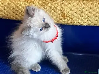 Ragdoll cats GCCF Сhampion Bloodline Ragdoll 5 GenPedigree 🏆🌟 - Advert 15