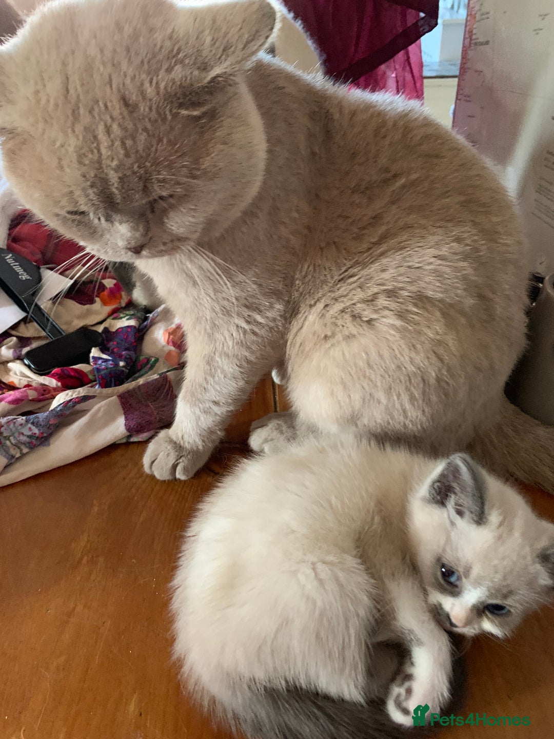 Persian cats for sale: Our cute adorable little female seal point  - Image 5