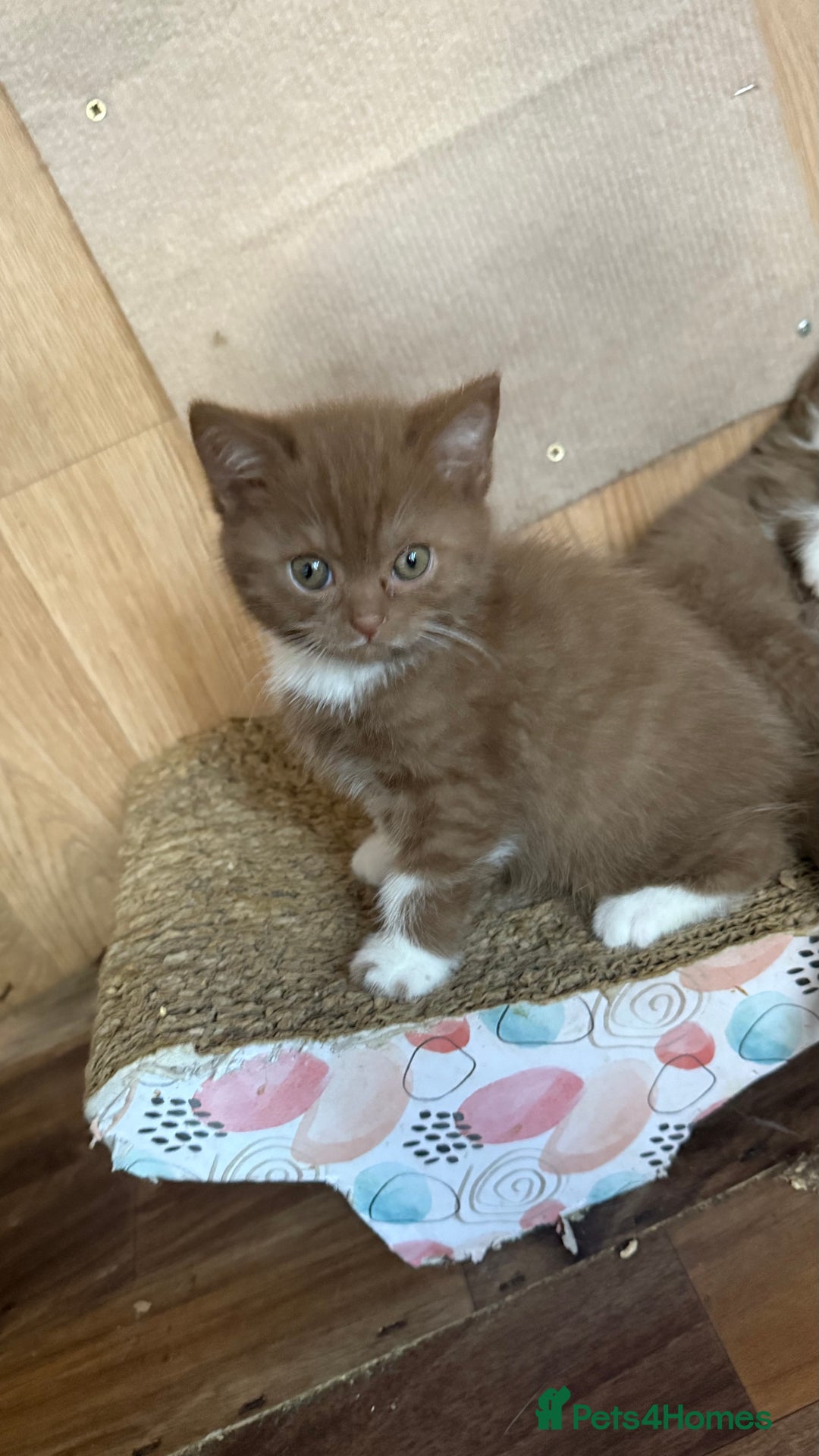 British Shorthair cats for sale: BSH kittens parents gccf - Image 7