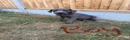 Cane Corso dogs for sale: Cane coral puppy’s ready now  - Advert 14
