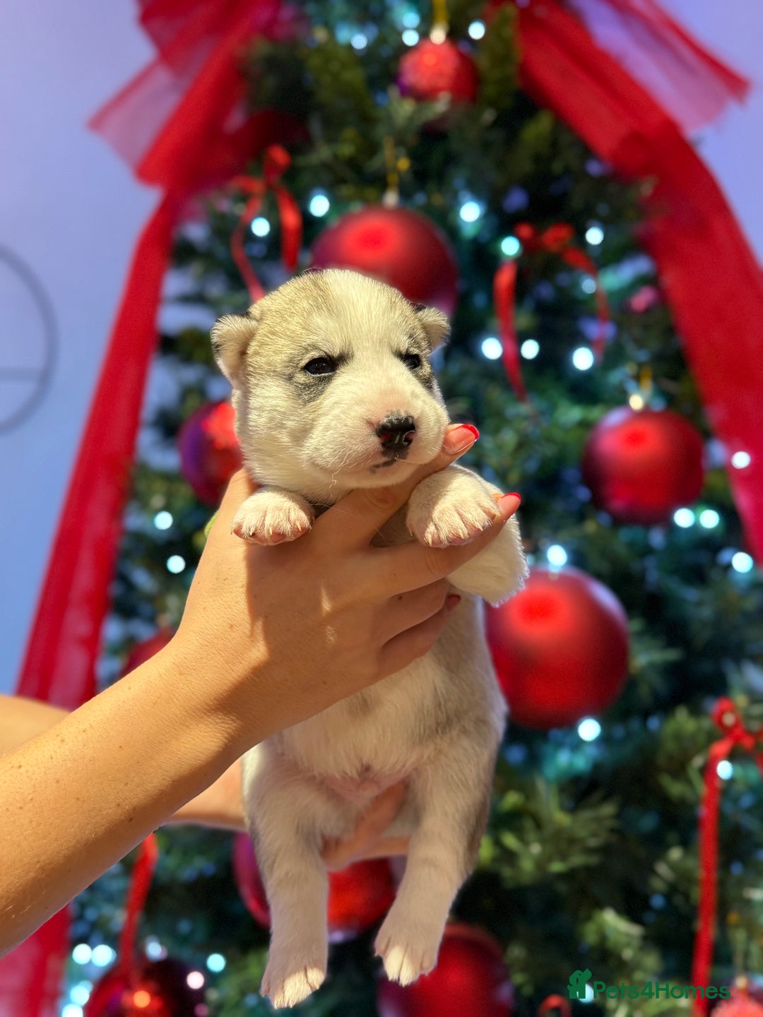 Siberian Husky dogs for sale: Beautiful Siberian Husky Puppies Ready to Reserve - Advert 23