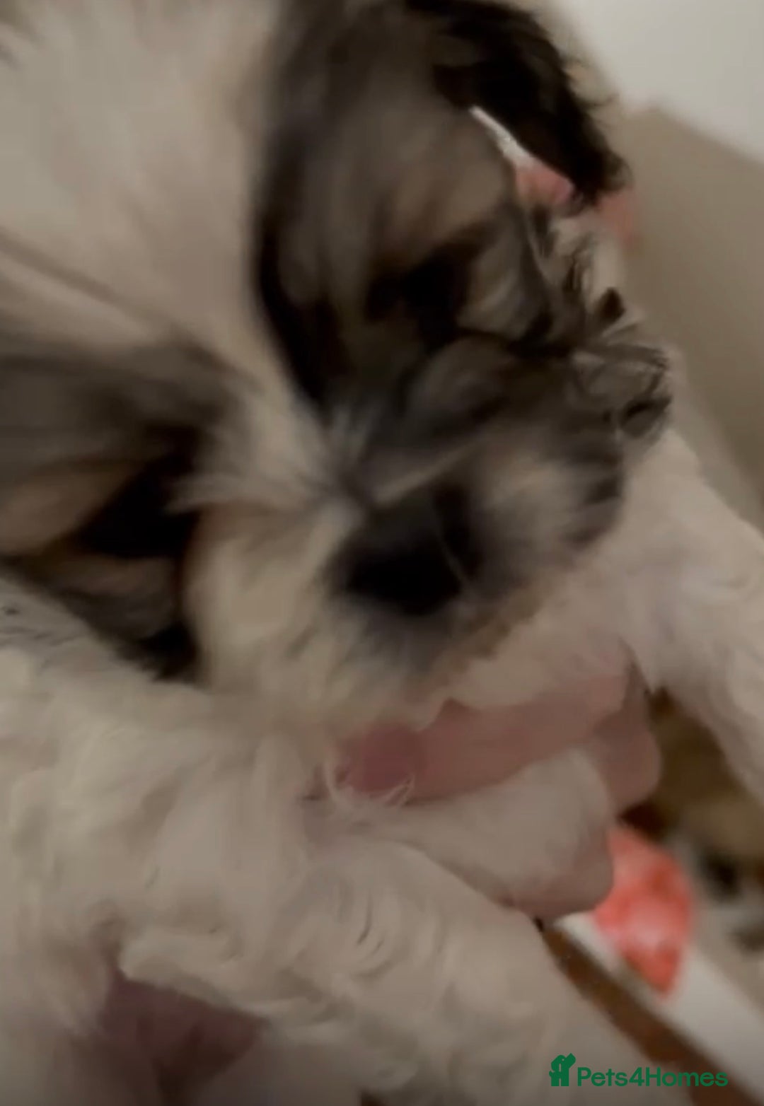 Mixed Breed dogs for sale: Beautiful Maltese x Pekingese Puppies Available - Advert 10