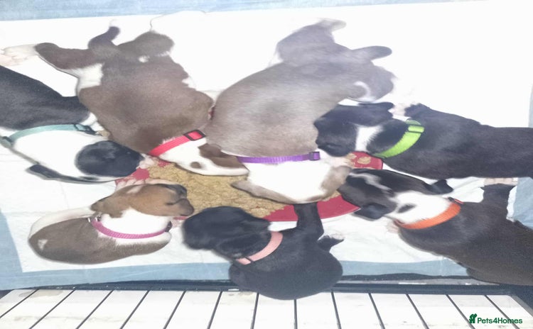 Mixed Breed dogs - Advert 3