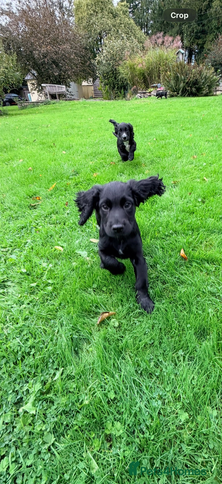 Cocker Spaniel dogs KC registered FTCh lines Cocker Spaniel puppies  - Advert 2