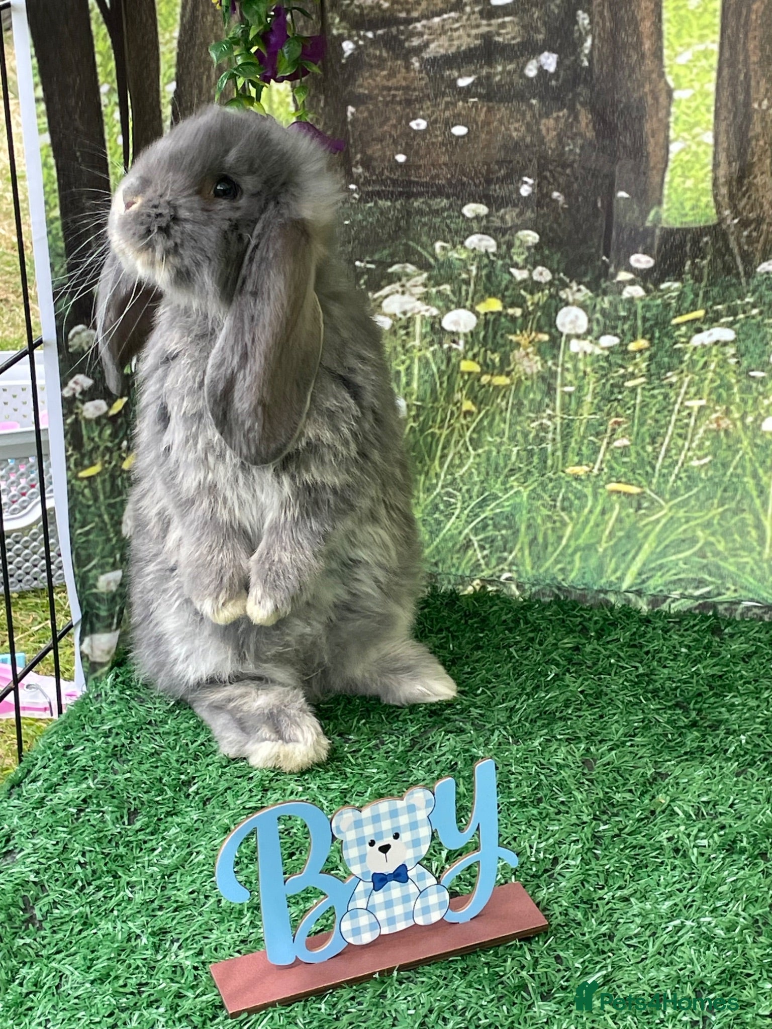 French Lop rabbits Beautiful French Lop Babies - Advert 1