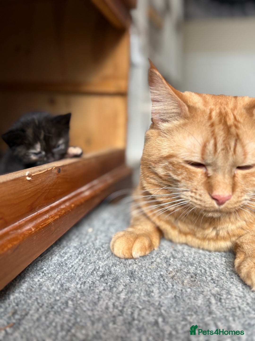 Mixed Breed cats for sale: Maine Coon mix  - Image 1