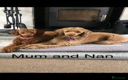 Toy Poodle dogs for sale: Red poddle puppies  - Image 4