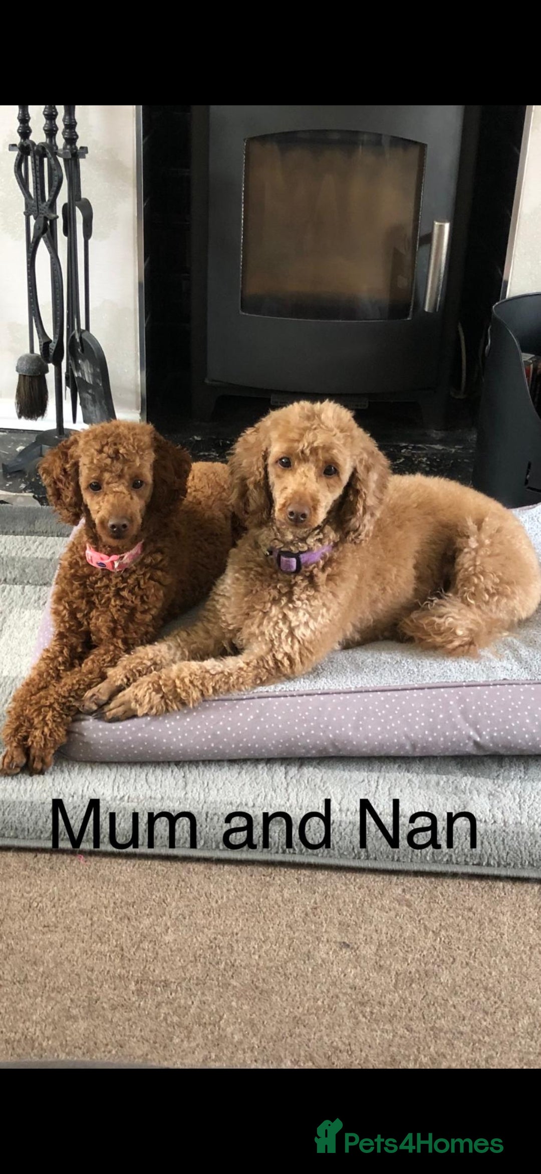 Toy Poodle dogs for sale: Red poddle puppies  - Image 4