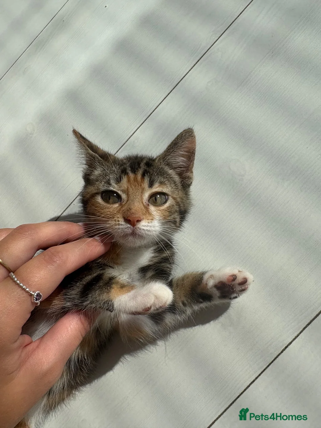 Mixed Breed cats for sale: female kitten - Advert 2