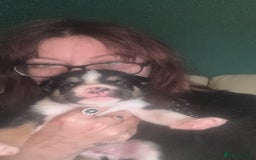 Mixed Breed dogs for sale: Bullimute - Advert 17